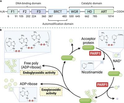 Polyadenosine diphosphate-ribose polymerase inhibitors: advances, implications, and challenges in tumor radiotherapy sensitization